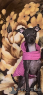 Photo №2 to announcement № 89355 for the sale of italian greyhound - buy in Belarus private announcement