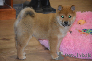 Photo №2 to announcement № 98986 for the sale of shiba inu - buy in Finland private announcement