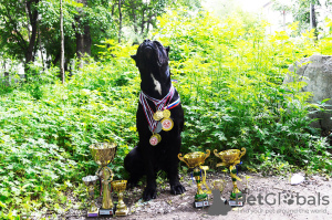 Photo №4. I will sell cane corso in the city of Москва. from nursery, breeder - price - negotiated