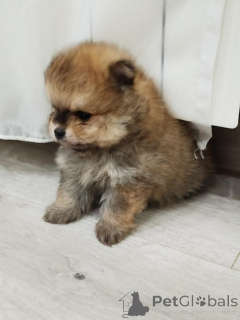 Photo №1. pomeranian - for sale in the city of Vilovo | 471$ | Announcement № 138927