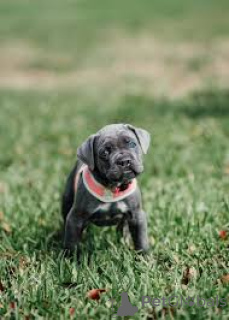 Photo №2 to announcement № 164759 for the sale of cane corso - buy in France private announcement, breeder