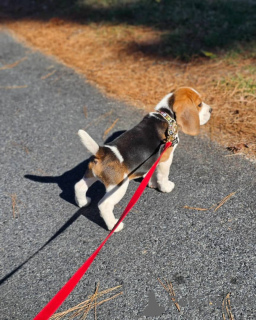 Photo №3. beagle puppies. Germany