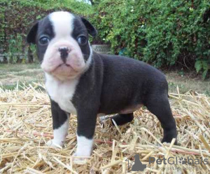 Photo №1. boston terrier - for sale in the city of London | negotiated | Announcement № 13645