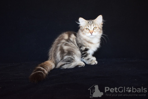 Photo №1. siberian cat - for sale in the city of Almaty | 300$ | Announcement № 7974