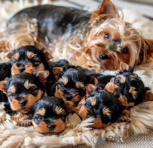 Photo №1. yorkshire terrier - for sale in the city of Estepona | 723$ | Announcement № 163115