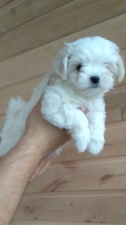 Photo №2 to announcement № 2373 for the sale of maltese dog - buy in Ukraine breeder