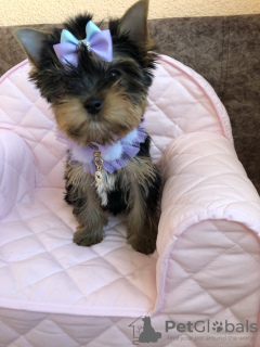 Photo №2 to announcement № 14930 for the sale of yorkshire terrier - buy in Belarus from nursery