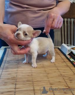 Photo №4. I will sell chihuahua in the city of Munich. breeder - price - 269$