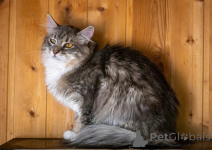 Photo №3. The cat Susie is looking for a loving family.. Russian Federation