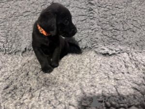 Photo №2 to announcement № 166832 for the sale of labrador retriever - buy in United Kingdom breeder