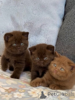 Photo №1. british shorthair - for sale in the city of Zürich | negotiated | Announcement № 175231