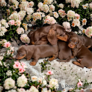 Photo №1. dachshund - for sale in the city of Berlin | 264$ | Announcement № 100222