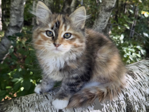 Photo №1. siberian cat - for sale in the city of Strasbourg | negotiated | Announcement № 154643