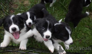 Photo №3. Border Collie puppies. Belgium