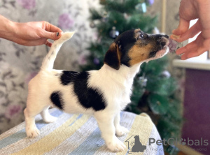 Photo №1. non-pedigree dogs - for sale in the city of Izhevsk | 328$ | Announcement № 8243