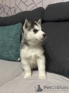 Photo №3. Blue eyed Siberian Husky puppies for sale. United States