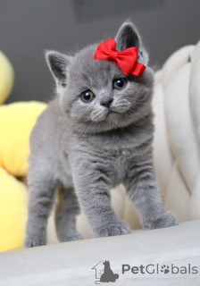Photo №1. british shorthair - for sale in the city of Ramstein-Miesenbach | 516$ | Announcement № 164515