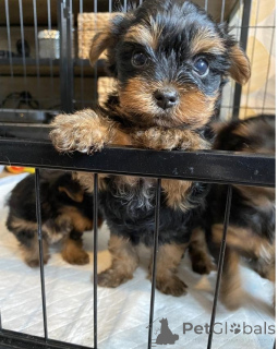 Photo №1. yorkshire terrier - for sale in the city of Nuremberg | 329$ | Announcement № 135153