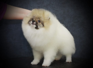 Photo №2 to announcement № 5257 for the sale of pomeranian - buy in Russian Federation private announcement