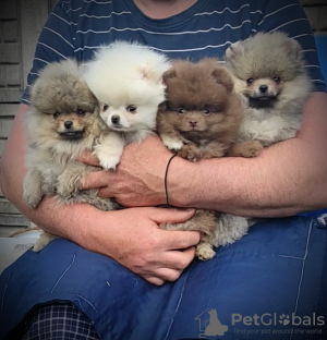 Photo №1. pomeranian - for sale in the city of Minsk | 226$ | Announcement № 106818