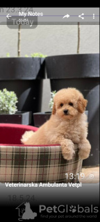 Photo №3. Miniature poodle puppies. Serbia