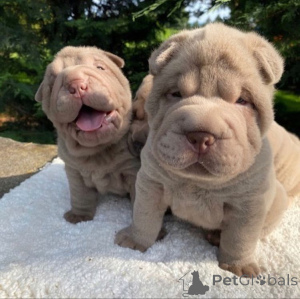 Photo №3. Gut ausgebildete Sha-Pei-Welpen zur Vermittlung.. Germany