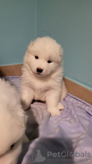 Photo №2 to announcement № 35679 for the sale of samoyed dog - buy in Spain private announcement