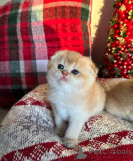 Photo №3.  Meet our charming Scottish Fold kittens! From a litter of 7, they've all. Russian Federation