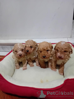 Additional photos: Maltipoo puppies