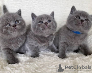 Photo №1. british shorthair - for sale in the city of Афины | negotiated | Announcement № 92623