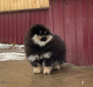 Photo №3. Beautiful girl black and tan 3 months. Russian Federation