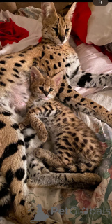 Photo №3. Grown-up Savannah cat f0. Russian Federation