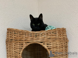 Additional photos: Elegant black cat Thomas as a gift