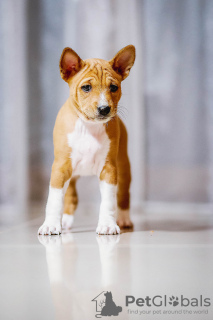 Photo №4. I will sell basenji in the city of Bielsko-Biała. breeder - price - 1585$