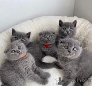 Photo №1. scottish fold - for sale in the city of Cardiff | negotiated | Announcement № 172991