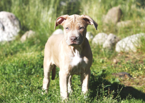 Photo №3. Exclusive offer! Isabella Pit Bull Girls. Russian Federation