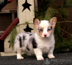 Additional photos: Beautiful Pembrokeshire corgi pups