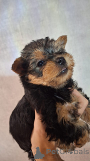 Photo №4. I will sell beaver yorkshire terrier, yorkshire terrier in the city of Tallinn. private announcement, from nursery, breeder - price - 671$