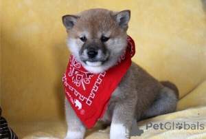 Photo №1. shiba inu - for sale in the city of Antwerp | negotiated | Announcement № 170360