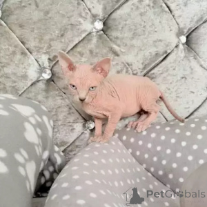 Photo №2 to announcement № 167252 for the sale of donskoy cat - buy in Germany private announcement