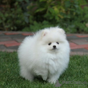 Photo №4. I will sell pomeranian in the city of Eindhoven. private announcement - price - 380$