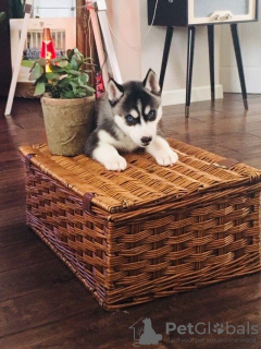 Photo №1. siberian husky - for sale in the city of Hamar | Is free | Announcement № 95972