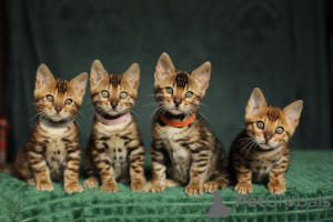 Photo №2 to announcement № 45682 for the sale of bengal cat - buy in Belarus from nursery, breeder