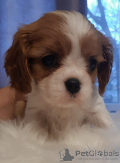 Photo №1. cavalier king charles spaniel - for sale in the city of Daugavpils | 1268$ | Announcement № 97025