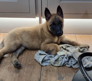 Photo №1. belgian shepherd - for sale in the city of Kuwait City | negotiated | Announcement № 124698