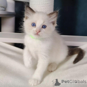 Photo №1. ragdoll - for sale in the city of Brussels | Is free | Announcement № 154773