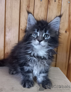 Photo №1. maine coon - for sale in the city of Yaroslavl | negotiated | Announcement № 26872