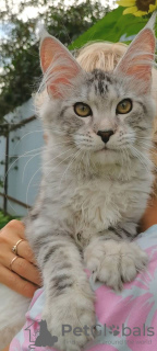 Photo №1. maine coon - for sale in the city of Манчестер | negotiated | Announcement № 125063