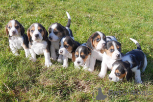 Photo №1. beagle - for sale in the city of Bielefeld | negotiated | Announcement № 51140