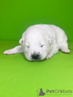 Photo №4. I will sell samoyed dog in the city of Pskov. from nursery, breeder - price - negotiated